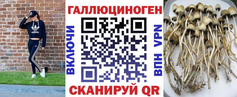 Купить где  Черняховск  Галлюциногенные грибы Cubensis 